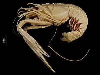 Metanephrops mozambicus