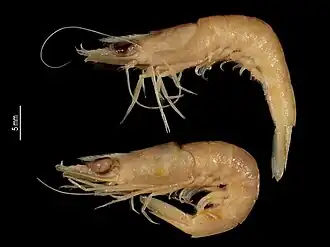 Metapenaeopsis difficilis