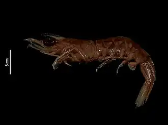 Metapenaeopsis marquesas