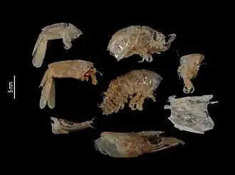 Metapenaeopsis vaillanti