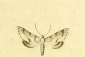 Metasia corsicalis