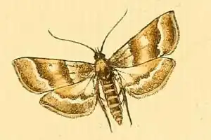 Metasia suppandalis
