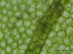 Laminacellen (250 x vergroot)