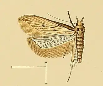 Metzneria torosulella