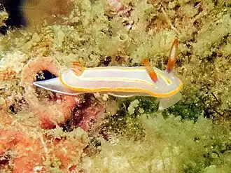 Mexichromis trilineata