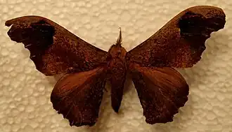 Micragone lichenodes