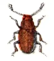 Micrambe abietis