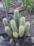 Micranthocereus auriazureus
