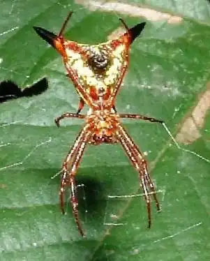 Micrathena sagittata