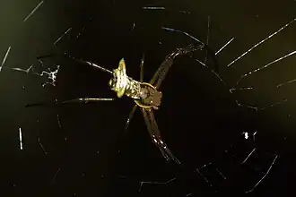 Micrathena crassispina