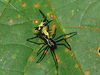 Micrathena vigorsi
