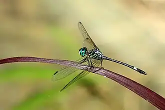 Micrathyria ocellata