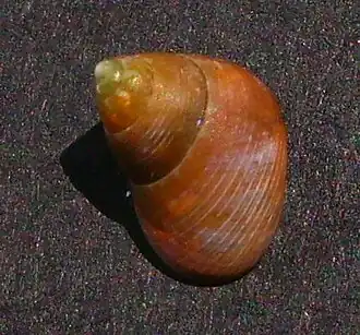 Cantharidus dilatatus