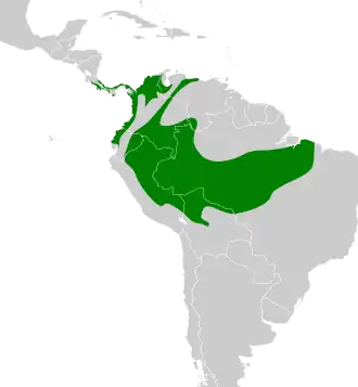 Zuidelijke nachtegaalwinterkoning