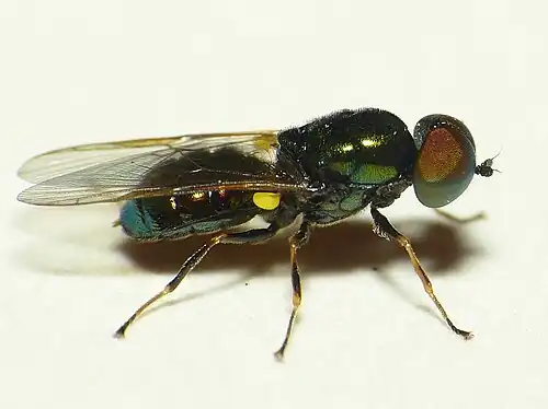 Groene glimwapenvliegMicrochrysa polita