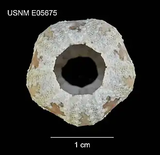 Microcyphus excentricus