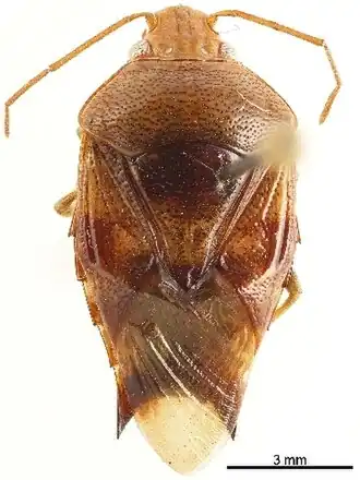 Microdeuterus