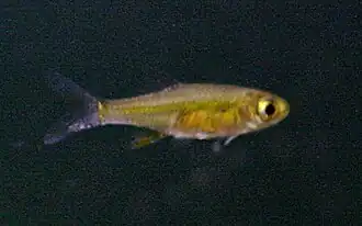 Microdevario kubotai