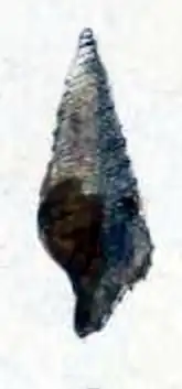 Microdrillia difficilis