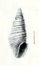 Microdrillia patricia