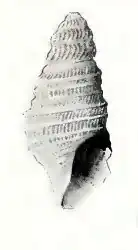 Microdrillia zeuxippe