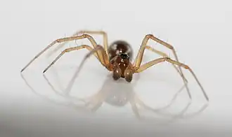 Kleine heidehangmatspin