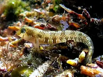 Microlipophrys dalmatinus