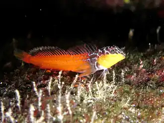 Microlipophrys nigriceps