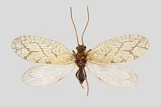 Micromus angulatus