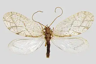 Micromus paganus