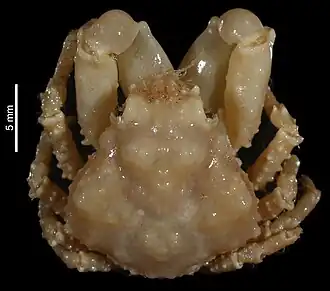 Microphrys triangulatus