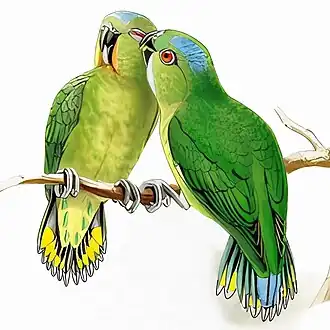 Finsch' spechtpapegaai