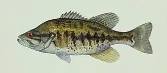 Micropterus notius