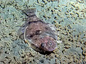 Microstomus pacificus