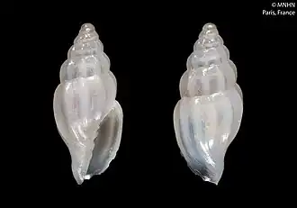 Microvoluta amphissa