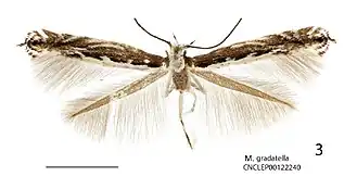 Micrurapteryx gradatella