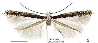 Parectopa occulta