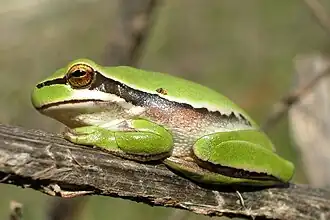 Hyla savignyi