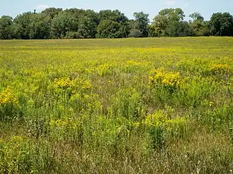 Midewin National Tallgrass Prairie