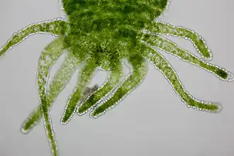 Groene zoetwaterpoliep