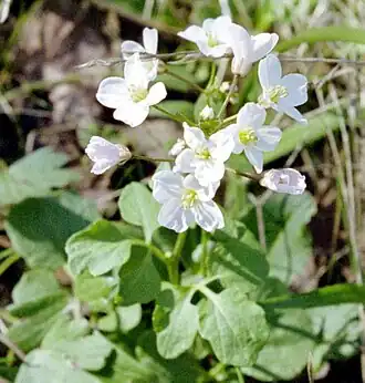 Cardamine californica