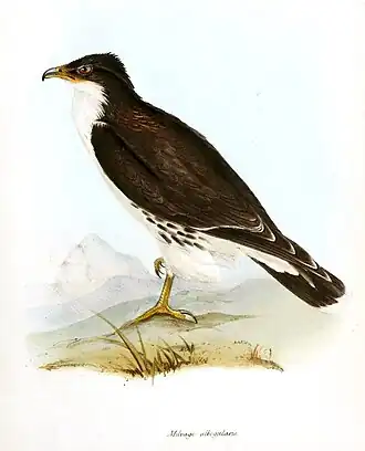 Witkeelcaracara