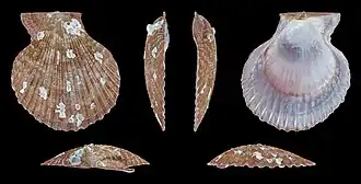 bruine vorm, linker Klep