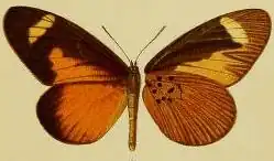 Mimacraea pseudepaea