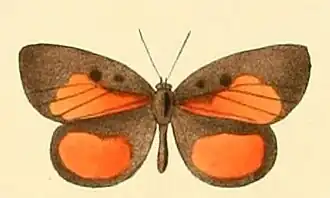 Mimeresia libentina