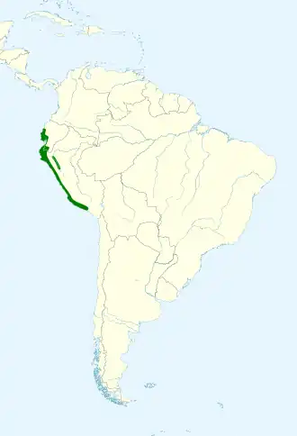 Langstaartspotlijster