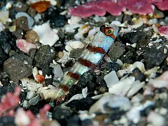 Amblyeleotris ogasawarensis