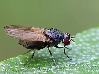 Minettia desmometopa