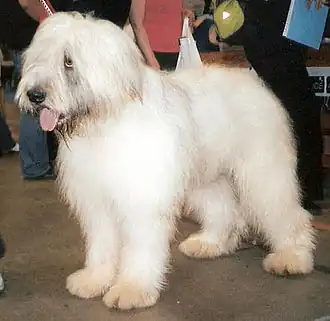 Ciobanesc romanesc mioritic