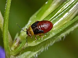 Strongylocoris